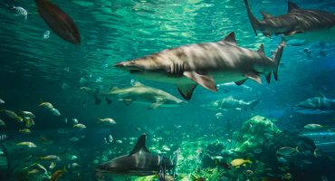 Where not to go: world’s most dangerous beaches