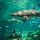shark