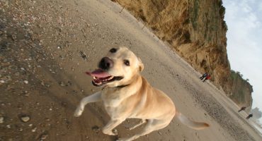 Pet travel: getting your pet a passport