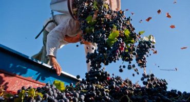 Touring the world, vineyard by vineyard