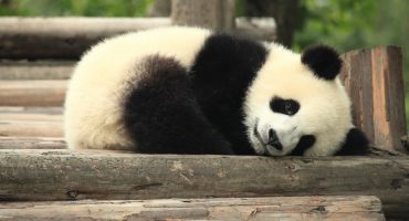 Panda Ambassadors wanted!