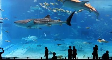 Singapore to open world’s biggest oceanarium