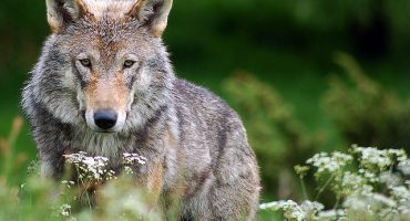 Wolfish encounters in Asturias