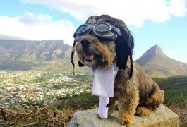 Oscar: life and death of a four-footed globe trotter