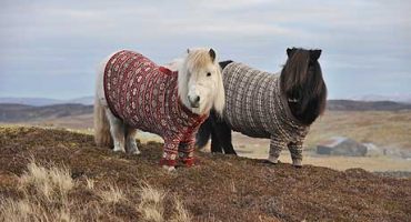Why visit Scotland? Their ponies wear jumpers