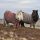 ponies