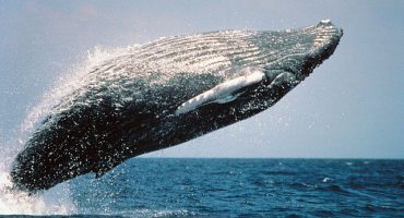 Whale watching in Maui