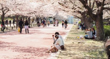 Sakura time: this year’s cherry blossom festivals