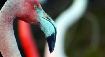 Road tripping it: Flamingos in France