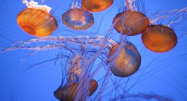 Attack of the jellfish!