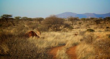 Safari adventures: what to pack