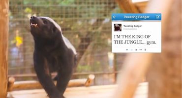 Johannesburg Zoo’s badger is tweet-tastic