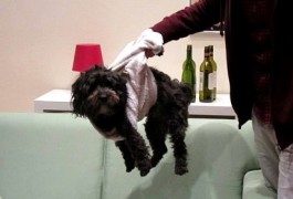 Pet travel: tips for flying with your dog or cat