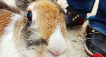 Quirky & Cool: a trip to Japan’s “Bunny Island”