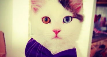 Introducing London’s first cat cafe