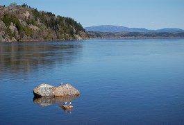 Canada: whale-watching in the St. Lawrence (part 1)