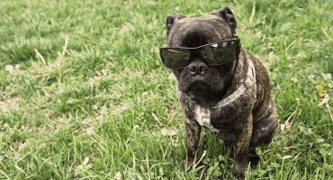 British holidays, for your dog