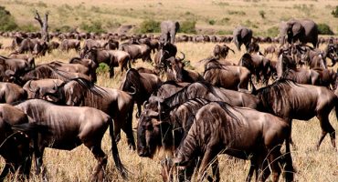Wildebeest migration tracking… there’s an app for that