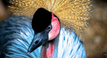 Top 5 airport animal smuggling busts