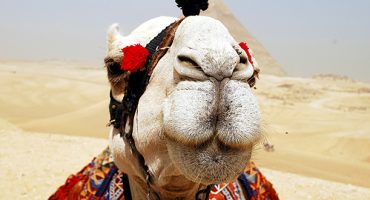 How to: experience Cairo for FREE