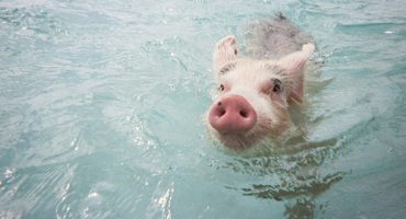 Swim with pigs in the Bahamas