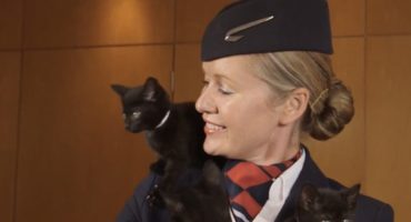 BA to launch new channel of cute animal videos