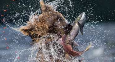 Get wild with these wildlife photographs!