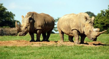 100 South African rhinos to board flights to Botswana
