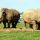 rhinos