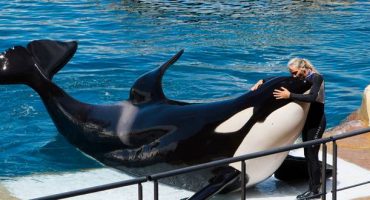 Should you go to SeaWorld?