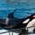 seaworld
