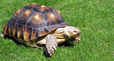 Boy tries to smuggle pet turtle on plane