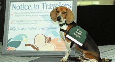 Travelling with food: meat, milk, eggs and more