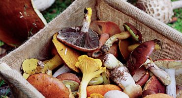 France in fall is top for foodie travellers