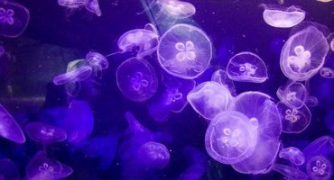 The world’s jellyfish swarms are swelling!