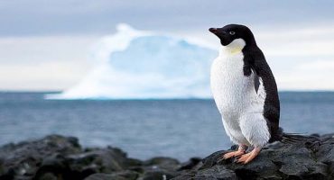 Jobs abroad: Antarctica’s post office is hiring!