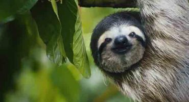 This singing sloth wants to ‘Save The Americans’