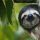 sloth