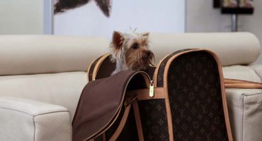 United responsible for the most pet fatalities