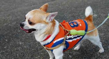 The chihuahua that sparked a security alert
