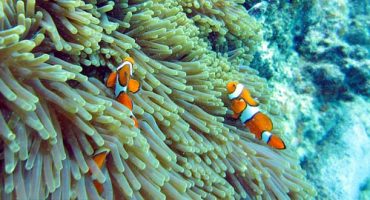 Australian companies banned from dumping in Great Barrier Reef