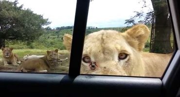 The ultimate South African safari surprise…