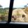 lions