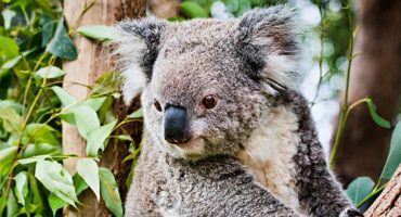 How to travel solo in Australia