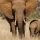 elephants