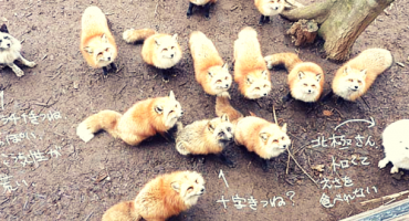 PHOTOS: Japan’s Fox Village