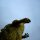 godzilla