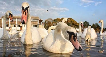Visiting Cambridge? Beware of swans
