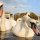 swans