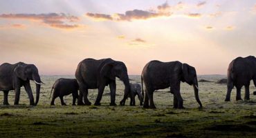 Terrorism is killing Kenya’s tourism